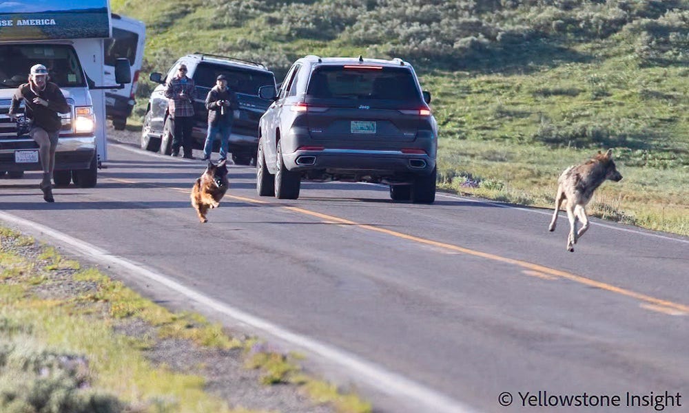 nhung-khoanh-khac-cang-thang-khi-nguoi-chan-cuu-duc-nhay-tu-xe-den-duoi-theo-wolf-o-yellowstone